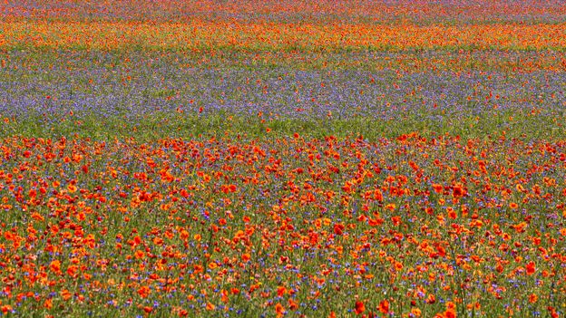 The rainbow magic of Italy's lentil bloom